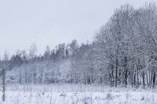 Winter landscape in the forest. Trees in the snow. Snow picture. © alenka2194