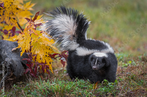 Striped Skunk (Mephitis mephitis) Turns Left Tail Up Autumn