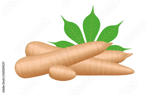 cassava fresh and leaf isolated on white background, raw cassava cut slice for tapioca flour industry or ethanol industry, pile yucca cassava tuber, raw manioc cassava in top view