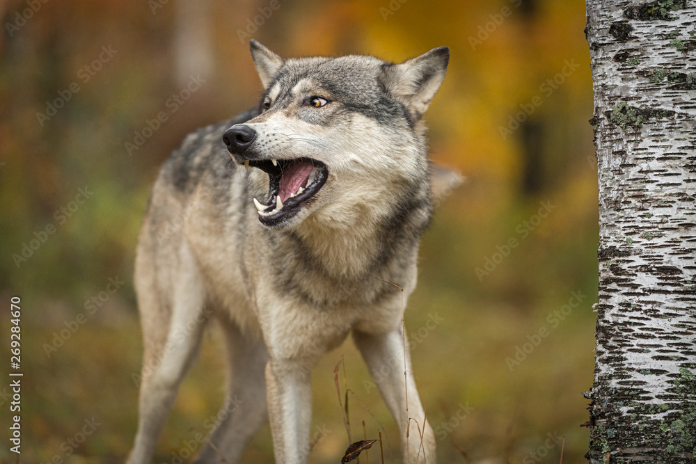 Grey Wolf (Canis lupus) Looks Left Open Mouth Autumn