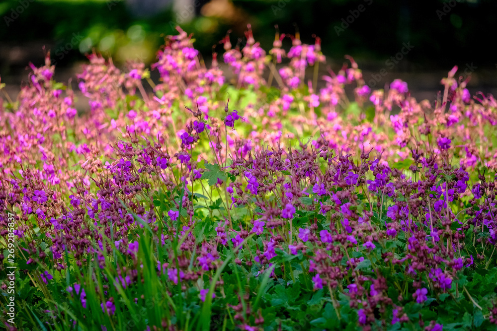 Bush plant with purple flowers and green leaves Bush plant with purple flowers and green leaves