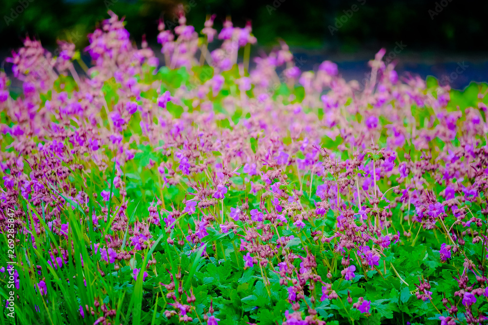 Bush plant with purple flowers and green leaves