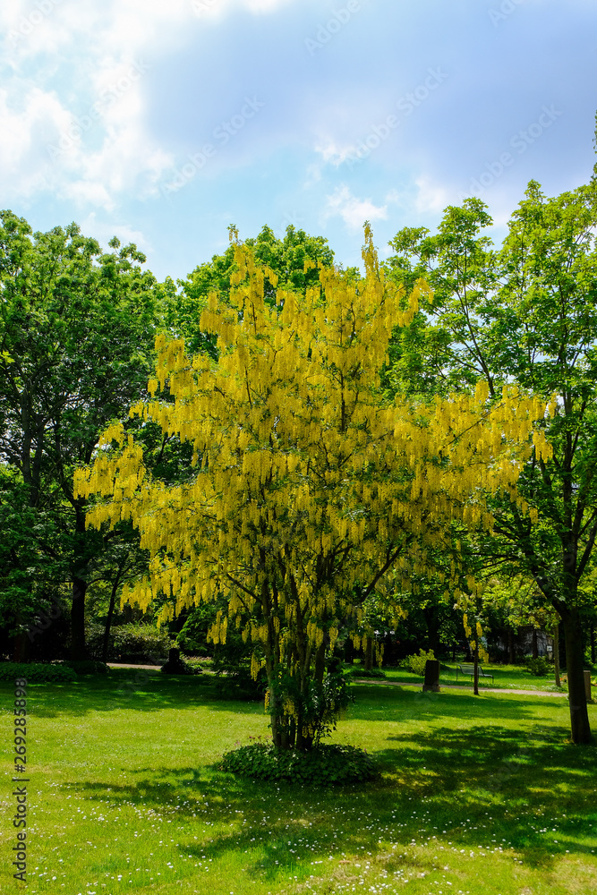 Laburnum, also bean tree, gold rush or yellow shrub
