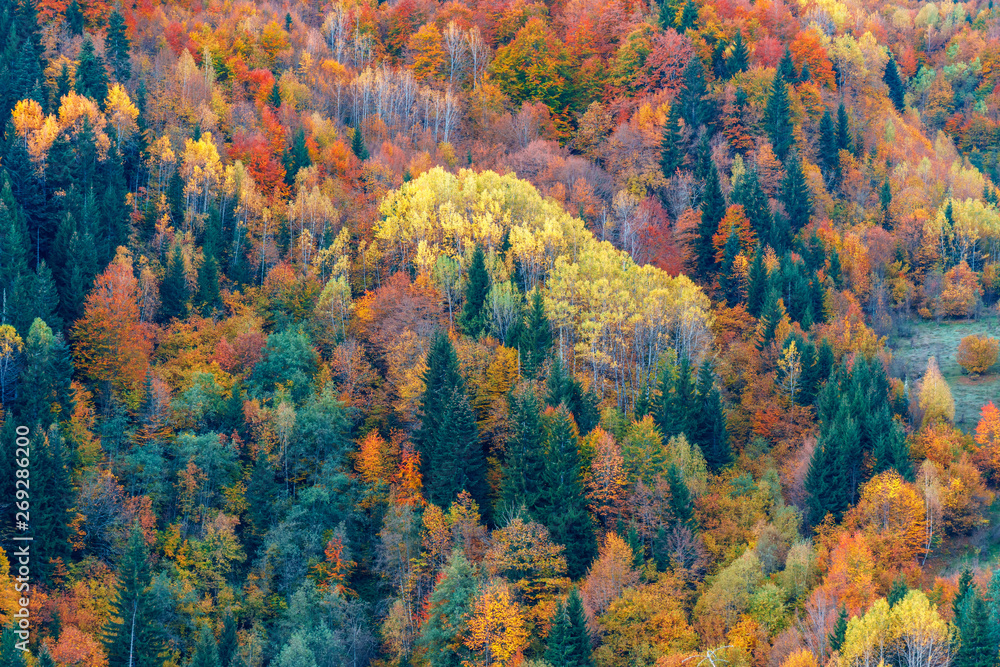 colorful trees in the mountains of Svaneti in the fall. Beautiful landscape colorful trees in the mountains of Svaneti in the fall. Beautiful landscape