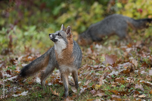 Grey Fox (Urocyon cinereoargenteus) Looks Ups Another in Background Autumn © geoffkuchera