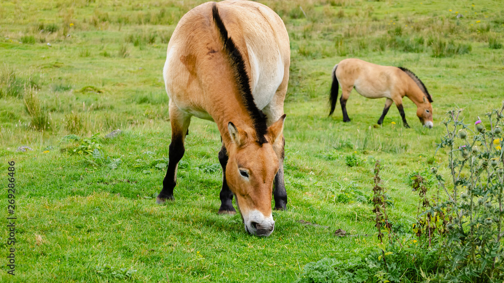 Asian Wild Ponies Graze Asian Wild Ponies Graze