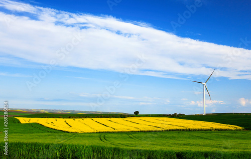 canola fields and wind turbines photo