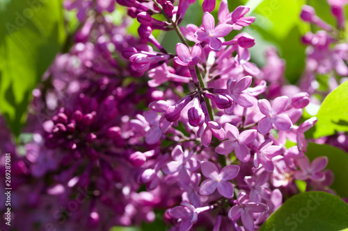 Close up view of beautiful Persian lilac blooms