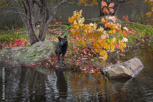 Silver Fox (Vulpes vulpes) Looks Up on Island Autumn