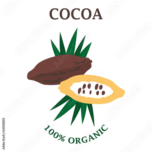 Vector illustration of cocoa  or the chocolate tree. Based from subequatorial regions of South America. Modern simple design. Art can be used for logo, packing, menu design. photo