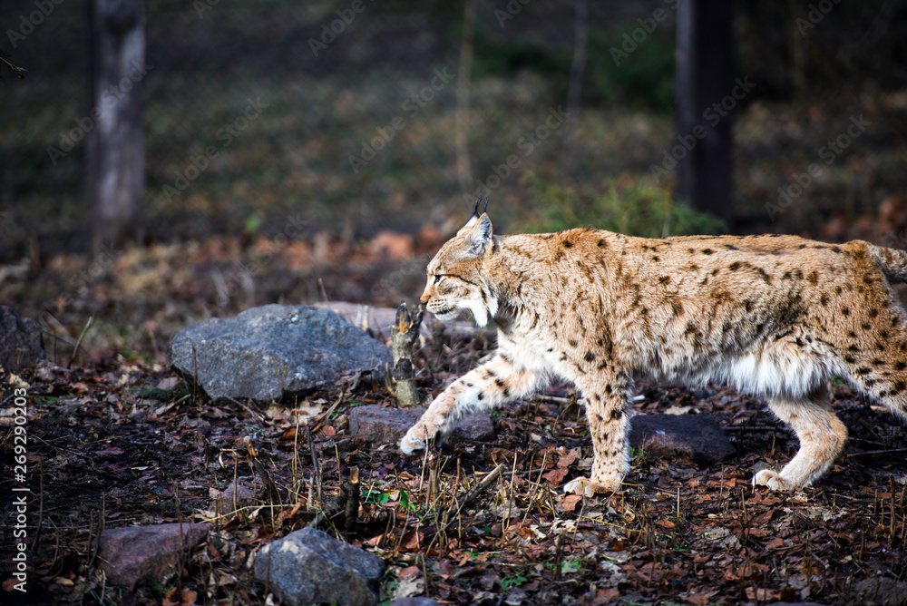 Obraz premium hungry lynx eating piece of meat. Lynx, Eurasian wild cat