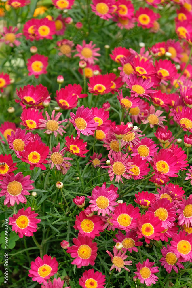 field of flowers