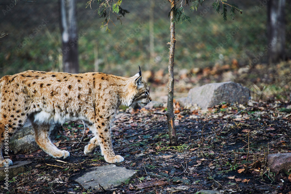 Obraz premium Lynx, Eurasian wild cat