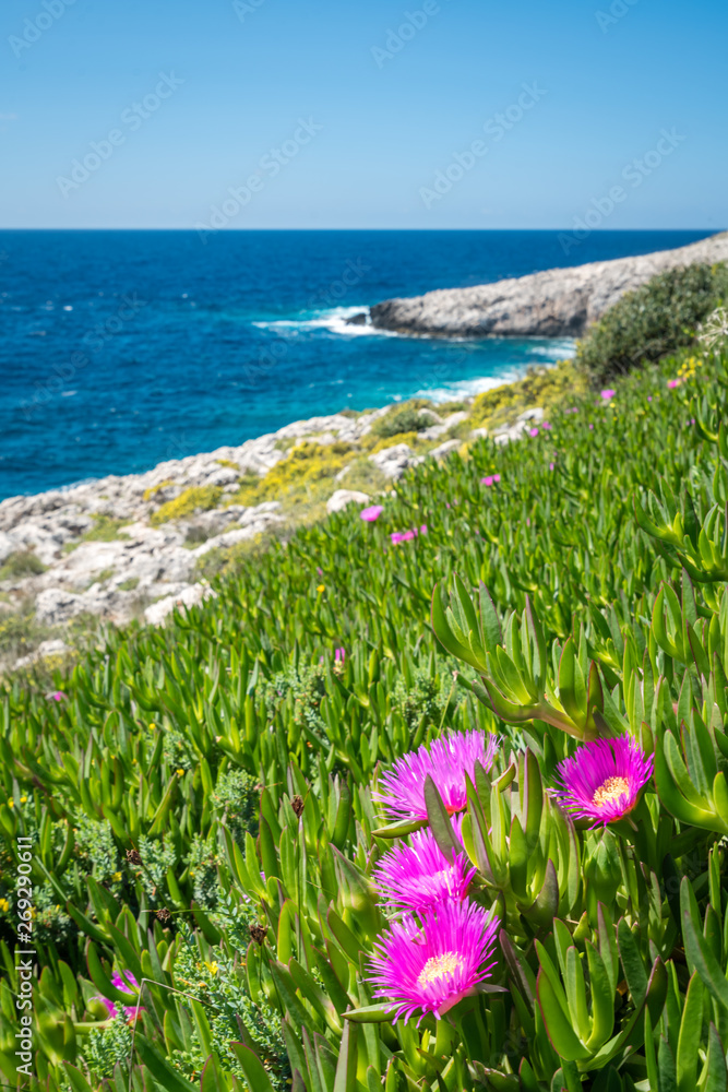 Pink flowres growing on the shore in Porto Limnionas