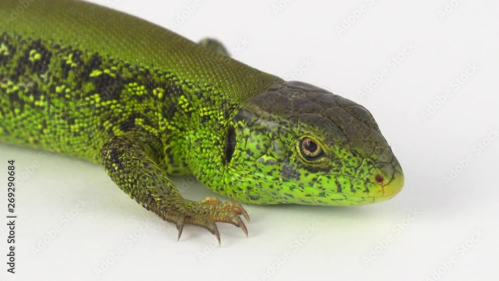 Green lizard on white background Green lizard on white background