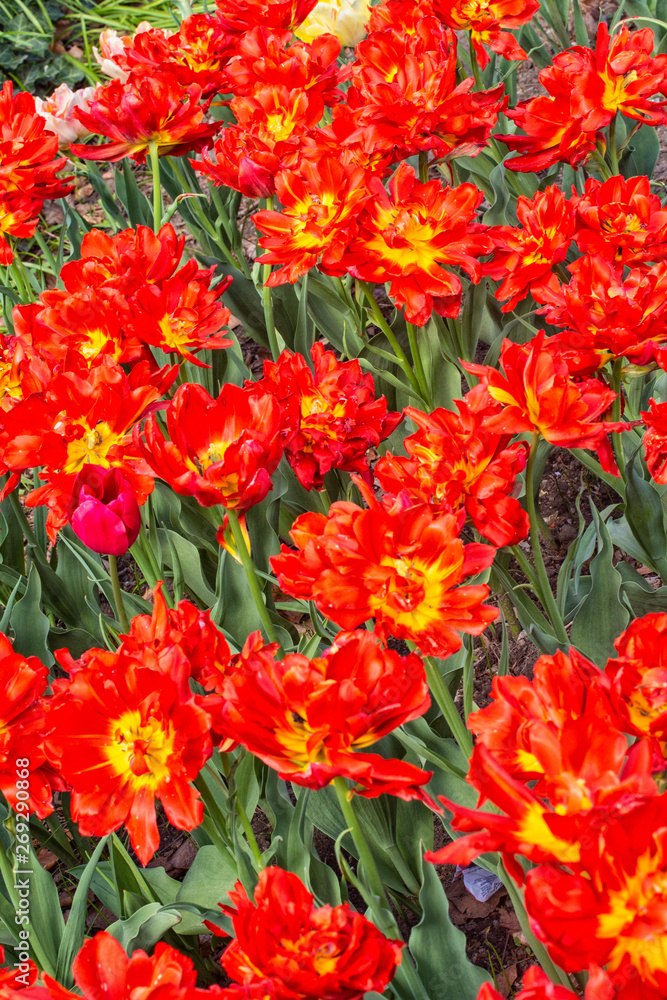 Red Tulips in a Garden