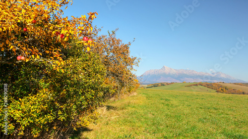 Wild apple tree next to green grass field, mount Krivan (Slovak symbol) with clear sky in distance on sunny autumn day.