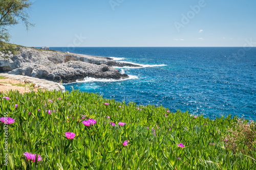 Pink flowres growing on the shore in Porto Limnionas