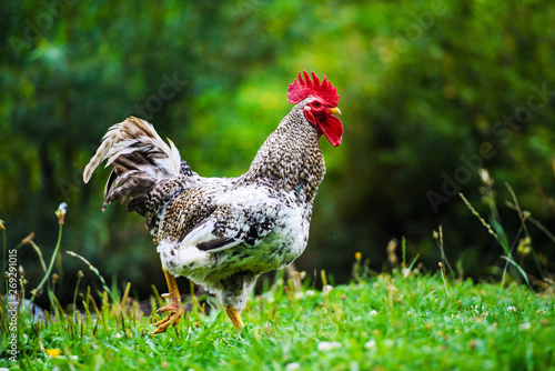 chicken on a farm