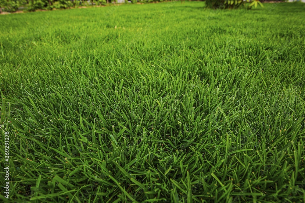 Beautiful view of front yard of private garden. Green grass lawn Beautiful view of front yard of private garden. Green grass lawn