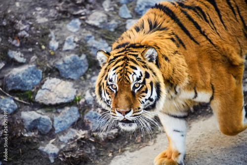 Fototapeta Naklejka Na Ścianę i Meble -  Beautiful Amur tiger