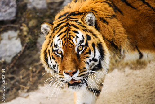 Fototapeta Naklejka Na Ścianę i Meble -  Beautiful Amur tiger
