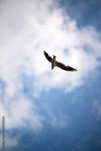 Seagulls flying in the blue sky.