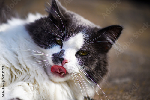 Cute licked cat