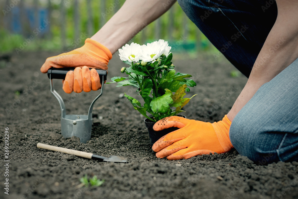 Fototapeta premium Gardener makes a hole in a ground by a planter tool for a flower in the garden.