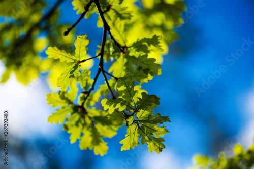 green leaves on a background of blue sky