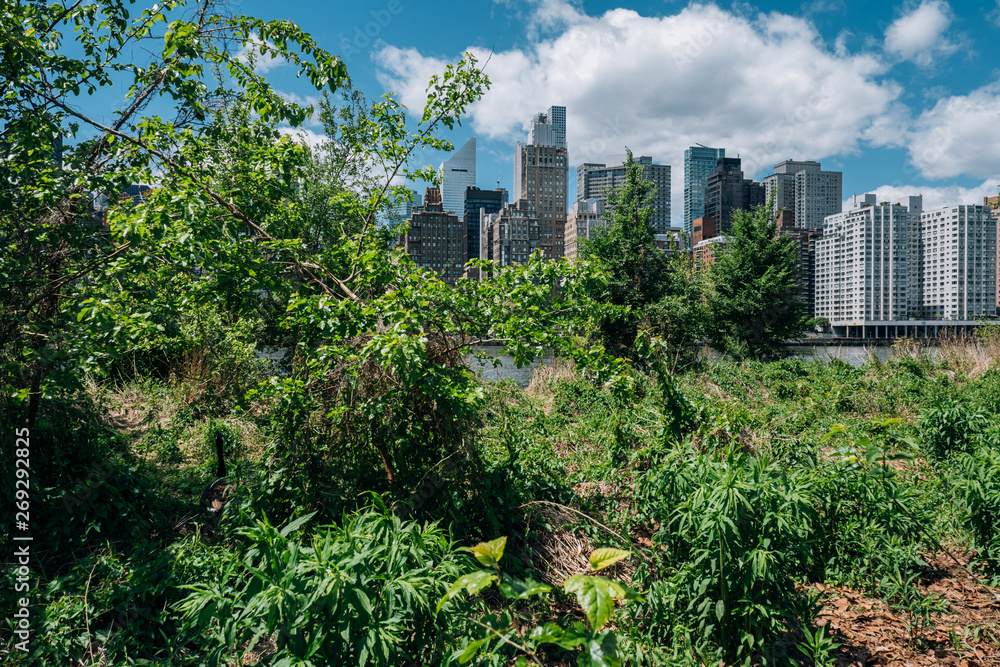 Fototapeta premium Midtown apartment buildings on east riverside view from Roosevelt Island