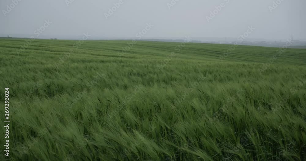 Field green rye in the rain 