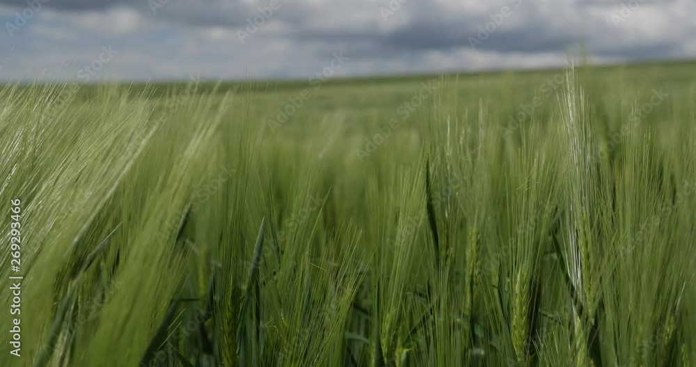 Green wheat field against blue sky background