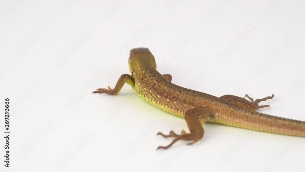 Brown lizard on white background Brown lizard on white background