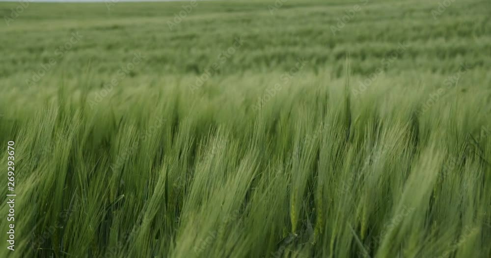 Green wheat field against blue sky background Green wheat field against blue sky background