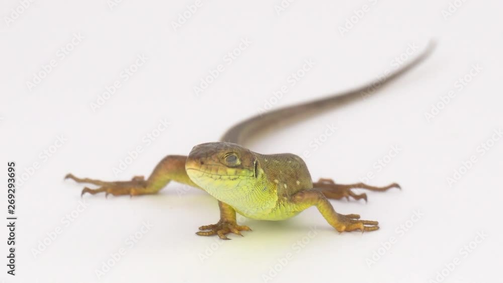 Brown lizard on white background Brown lizard on white background