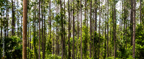 Florida Pine Trees