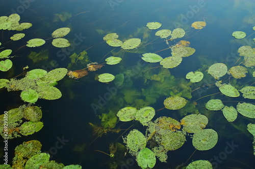 green leaves of water lilies in the pond. pond with leaves on the water surface. live plants in the water. aquatic plant. underwater plants.