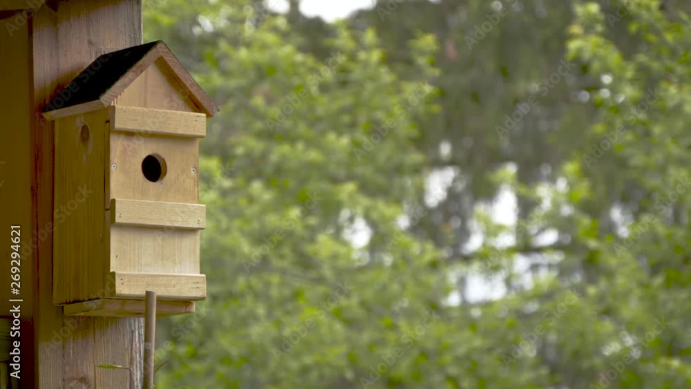 Tit birds feeding chicks in the nesting house Tit birds feeding chicks in the nesting house