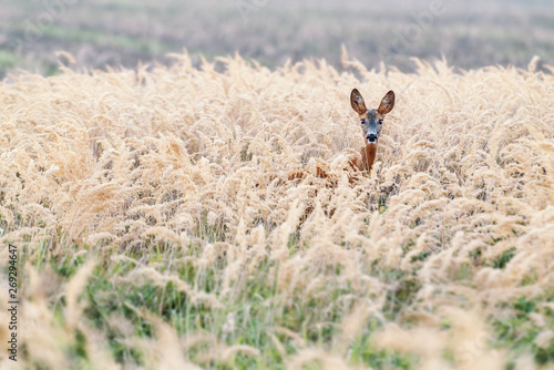 Fototapeta Naklejka Na Ścianę i Meble -  Wrzesień