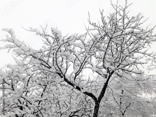 snow-covered tree branches