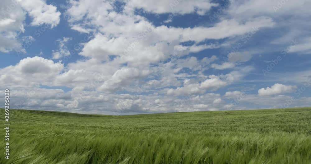 Green wheat field against blue sky background Green wheat field against blue sky background