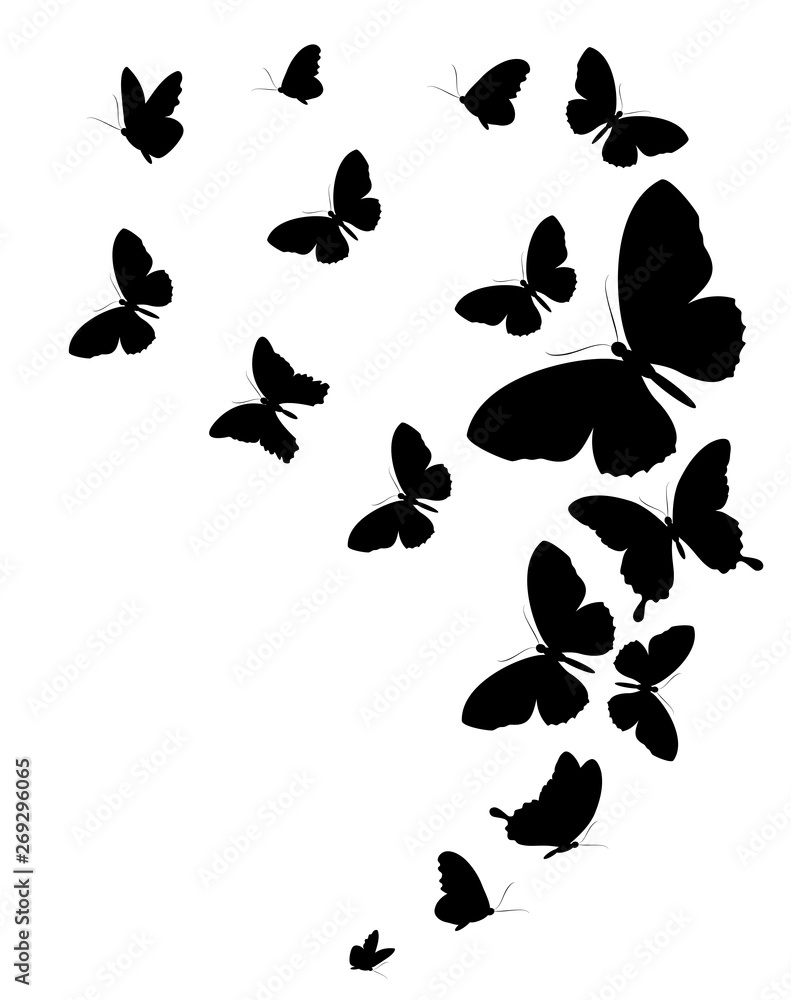 black butterfly, isolated on a white black butterfly, isolated on a white