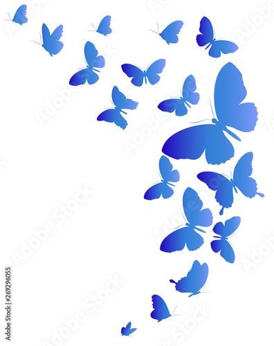 beautiful blue butterflies  isolated  on a white
