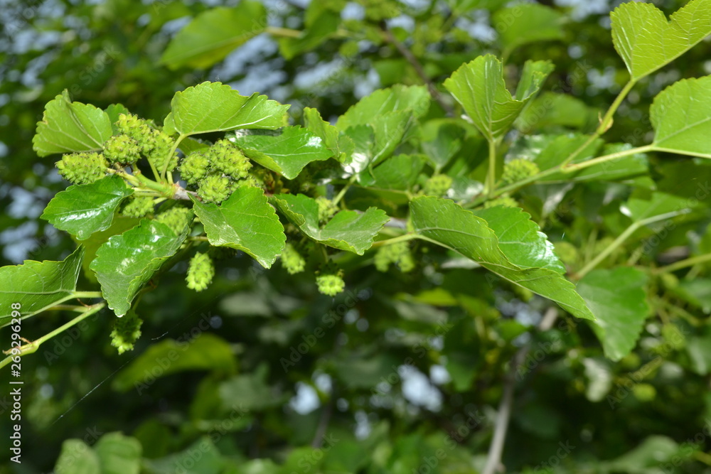 Obraz premium village life pictures and landscapes foliage high quality pictures