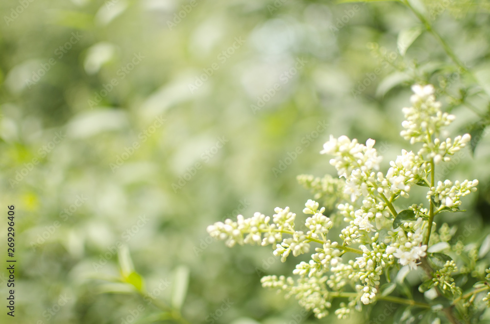 Blooming shrub with white little flowers. Spring time blossom. Blooming shrub with white little flowers. Spring time blossom.