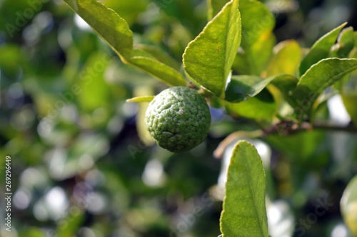 Herb plant, Bergamot, Kaffir Lime. It is a pharmaceutical ingredient with lot of medicinal usage.