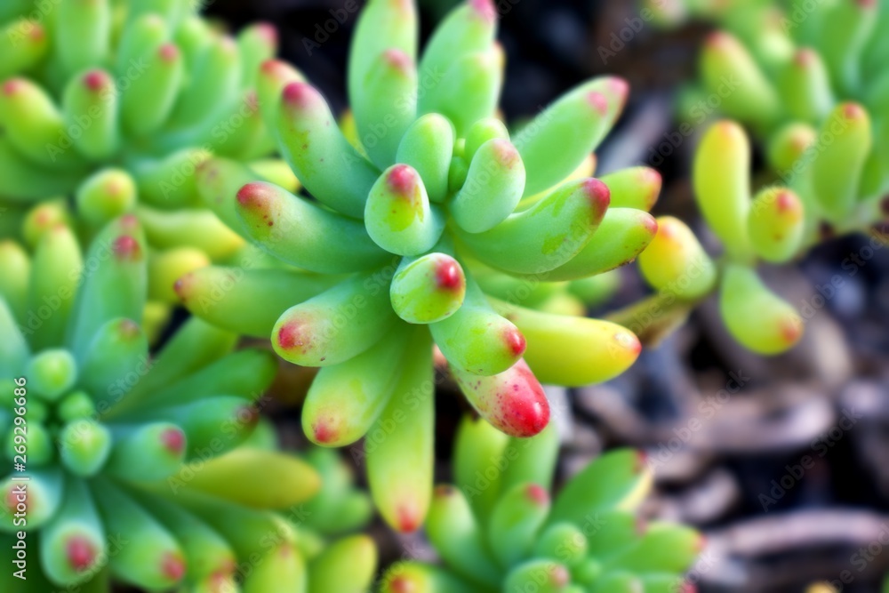 Selective focus on Sedum pachyphyllum, jelly-bean plant, jade plant,succulent subshrub