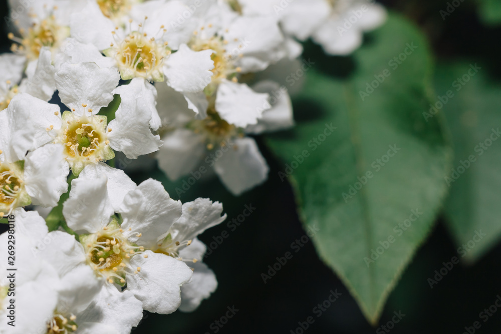 Fototapeta premium White flowers of bird cherry. Macro close-up. Copy space. Green foliage in the background.