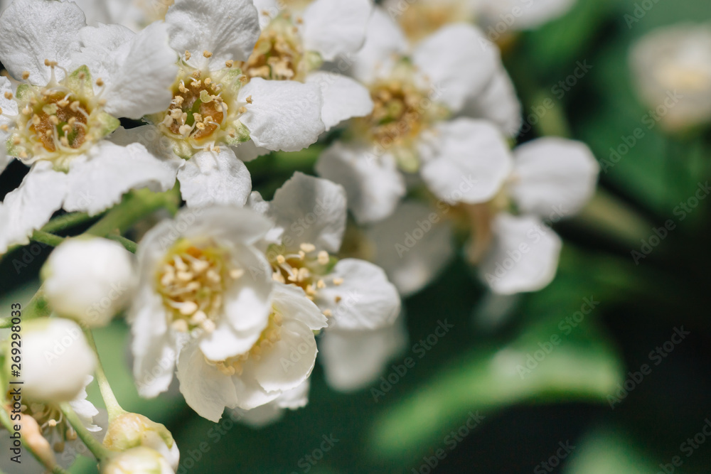 White flowers of bird cherry. Macro close-up. Copy space. Green foliage in the background. White flowers of bird cherry. Macro close-up. Copy space. Green foliage in the background.